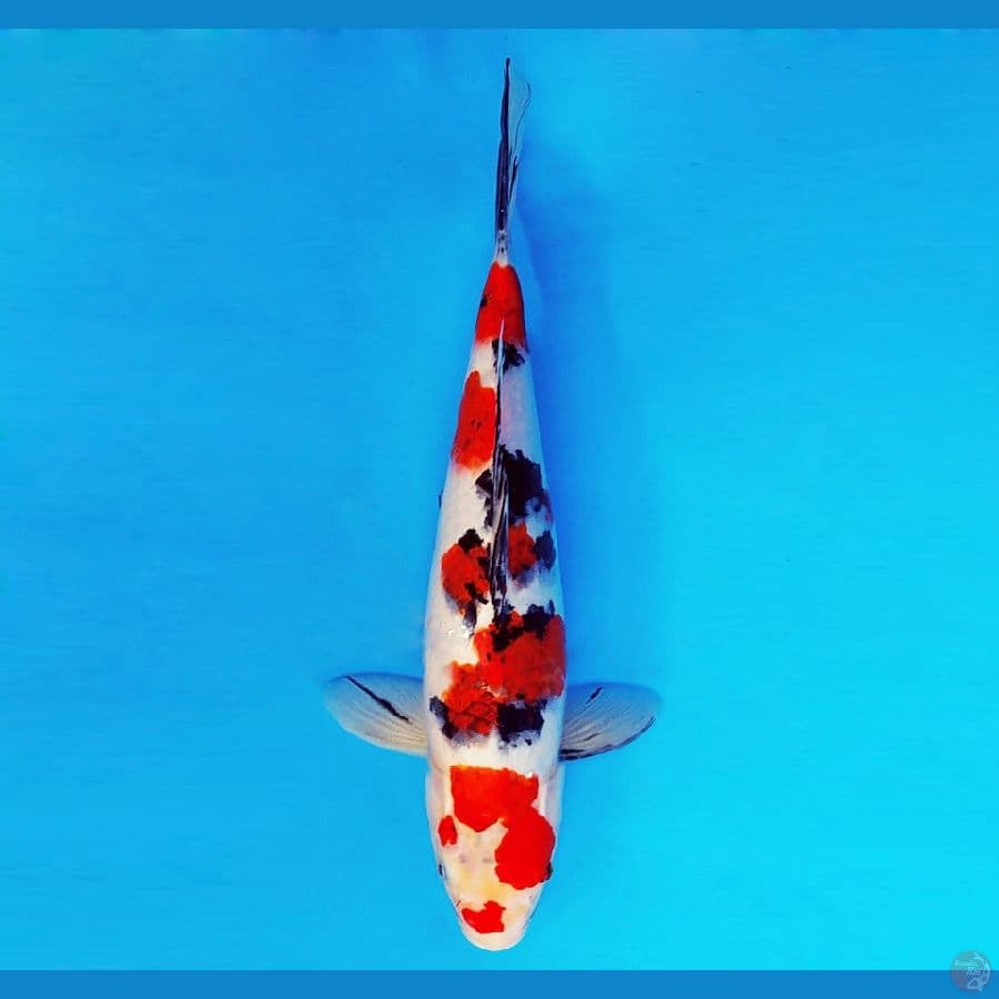 HANAKO 4 - Sanke Goromo 32 cm/fm ®