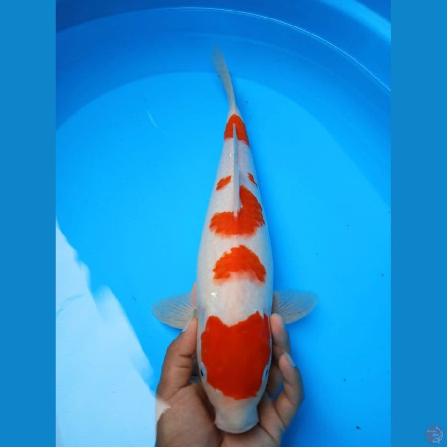 QQ KOHAKU F39CM