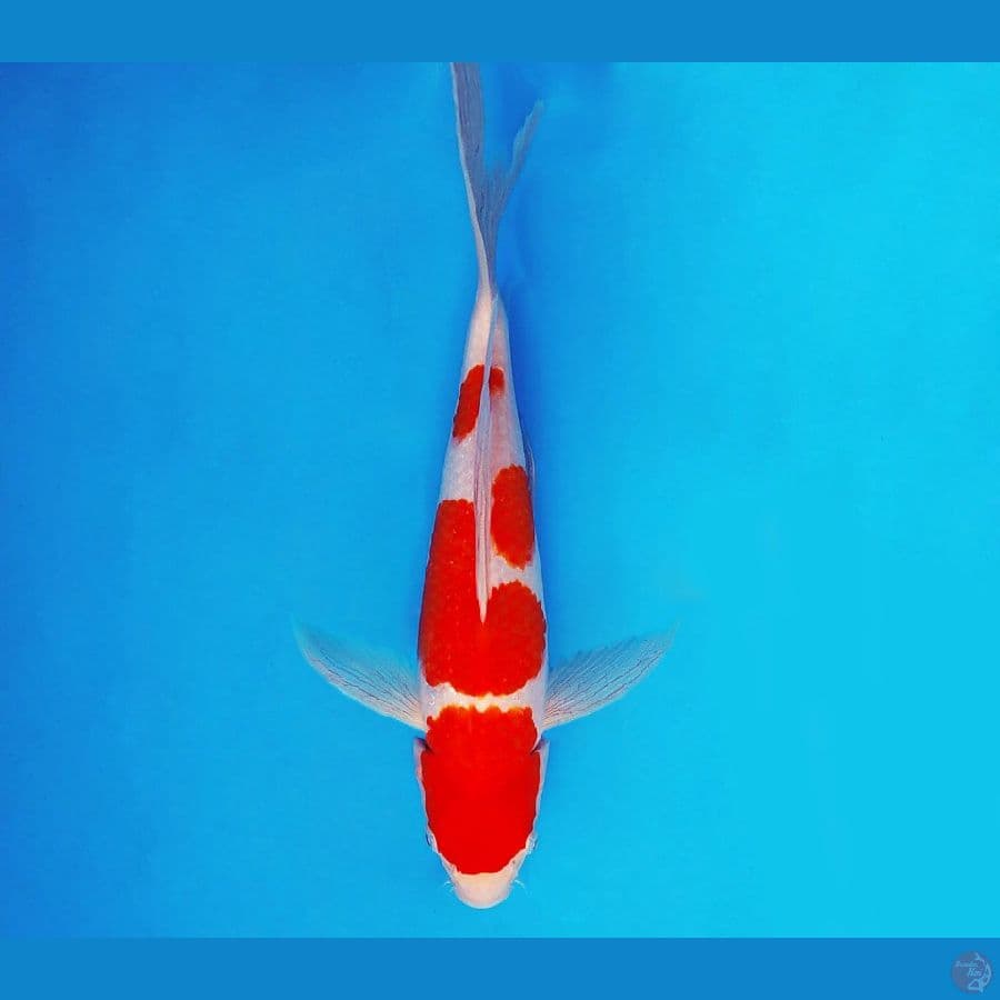 HANAKO 5 - Slayer Kohaku 28 cm/fm ®