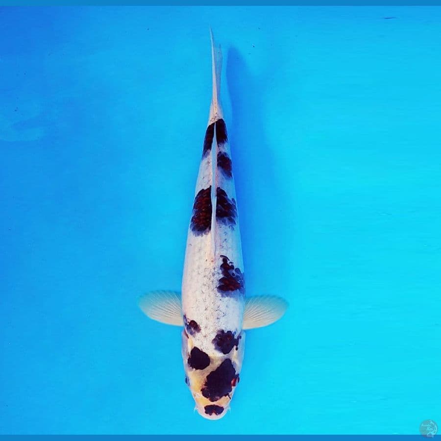 HANAKO 8 - Budo Goromo 28 cm/male ®