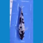 26CM M. BUDHO GOROMO [HITAM PEKAT]