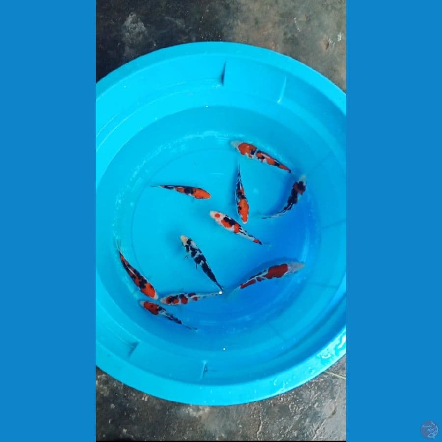 paket sanke 14,15 cm