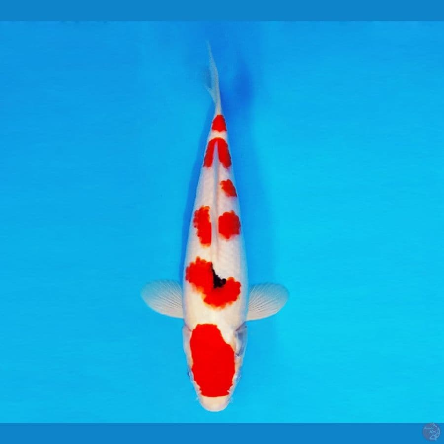 HANAKO 14 - Sanke 30 cm/fm ®