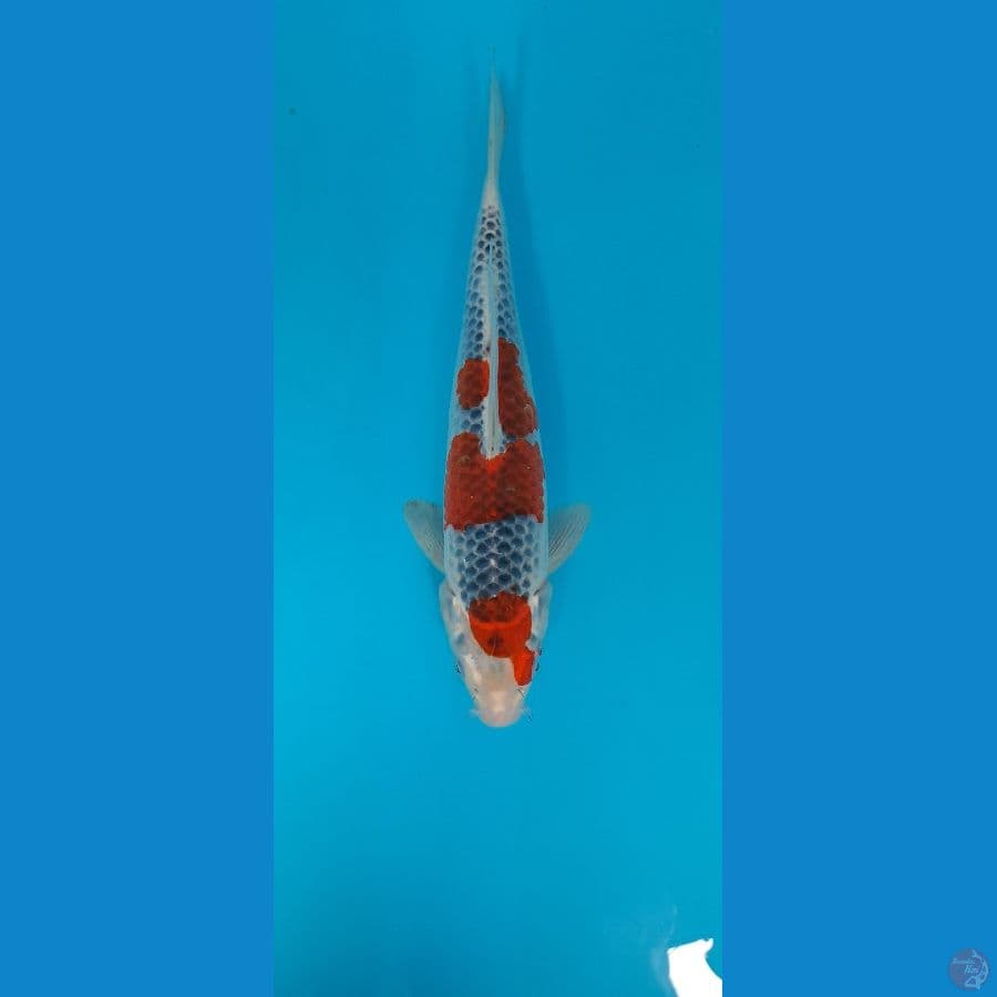ghosiki 33cm
