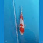 Kohaku | 32 cm