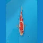 Kohaku Ginrin | 30 cm