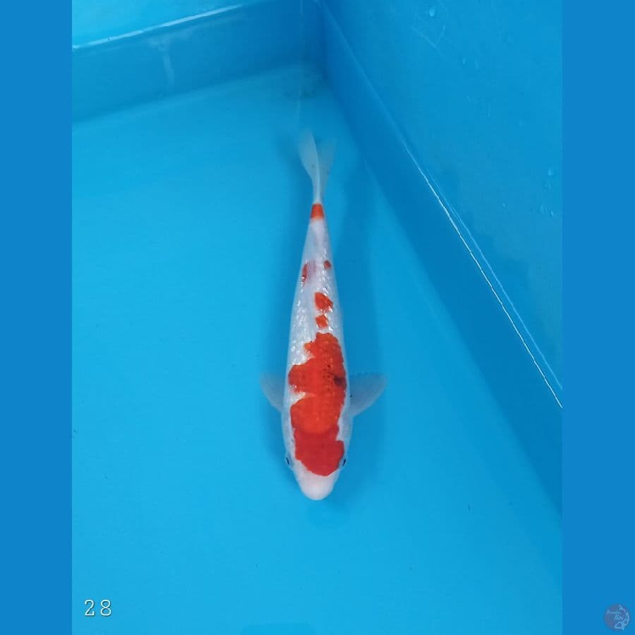 Sanke Ginrin | 28 cm