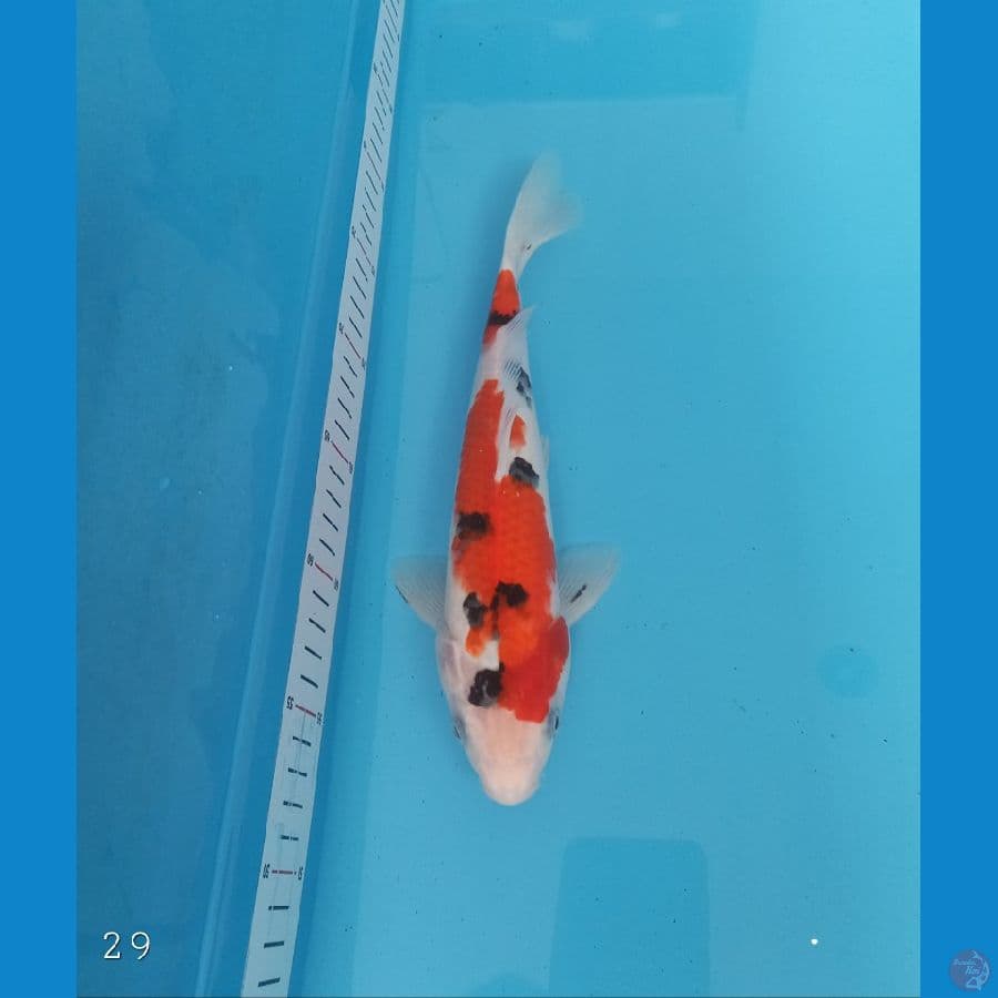 Sanke | 29 cm