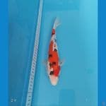 Sanke | 29 cm