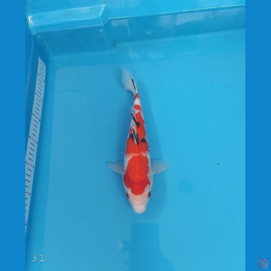 Sanke | 31 cm