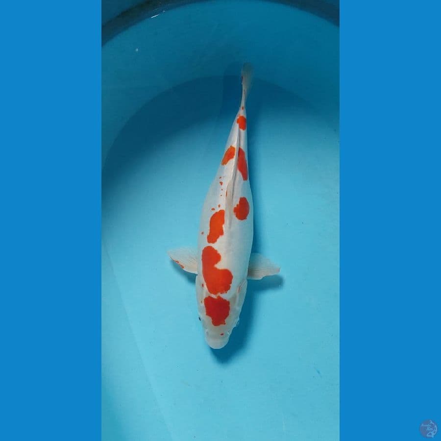 kohaku doit female 41 cm.gendng telur