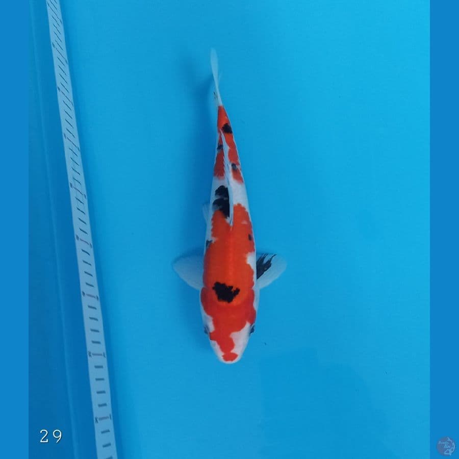 Sanke | 29 cm