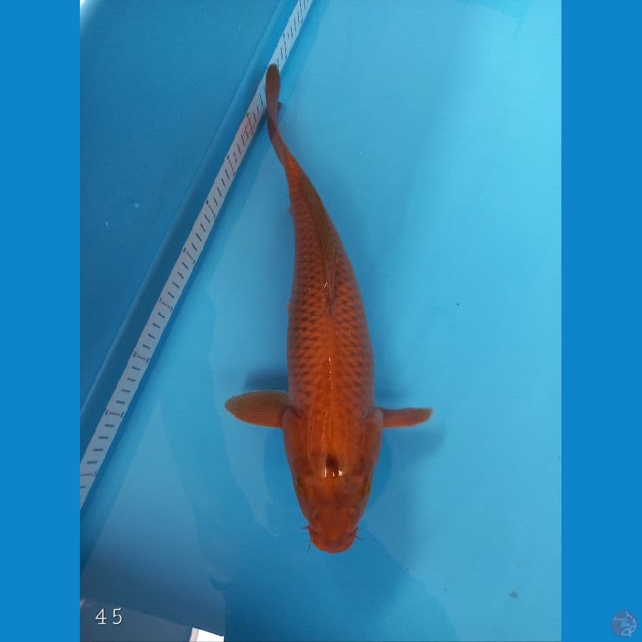 Cagoi Tembaga | 45 cm