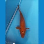 Cagoi Tembaga | 45 cm