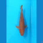 Cagoi Tembaga | 45 cm