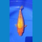 golden corn 31cm 
