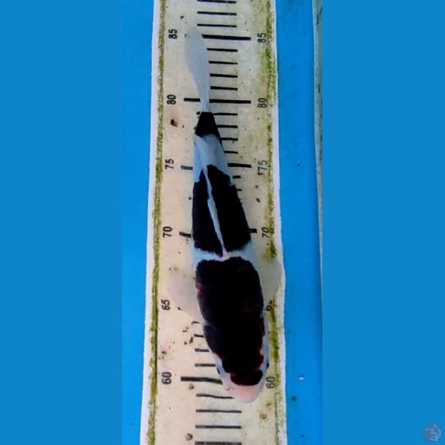 BUDO KOROMO 25 CM MALE