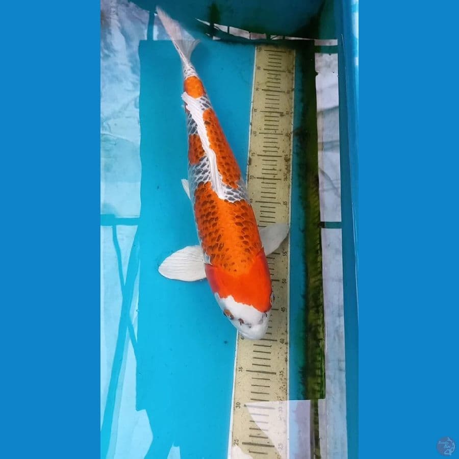 Kujaku 64cm