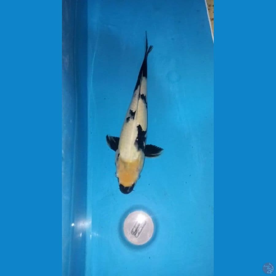 Shiro 43cm