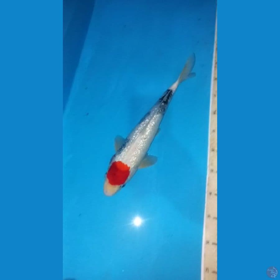 Tancho 38cm