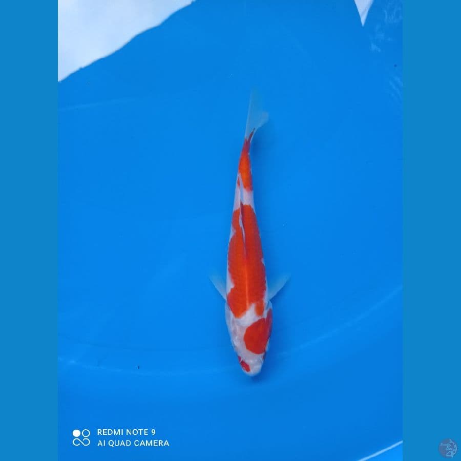 kohaku 22cm