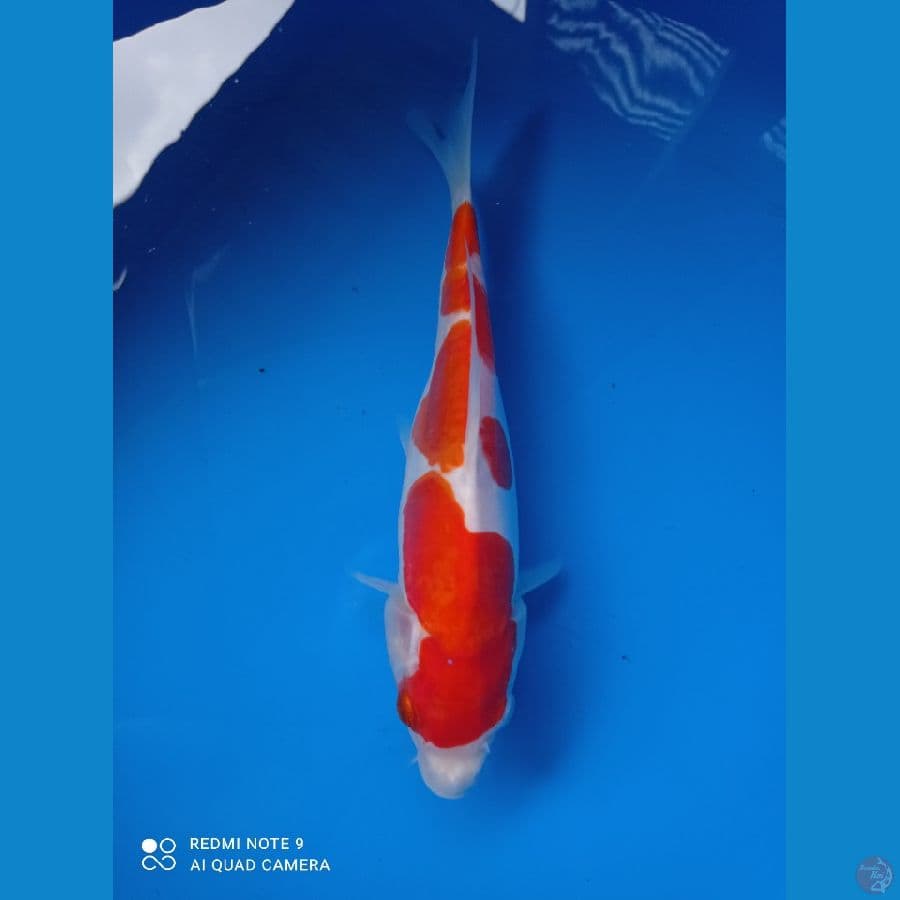 doitsu kohaku 27cm