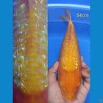 golden corn 34cm