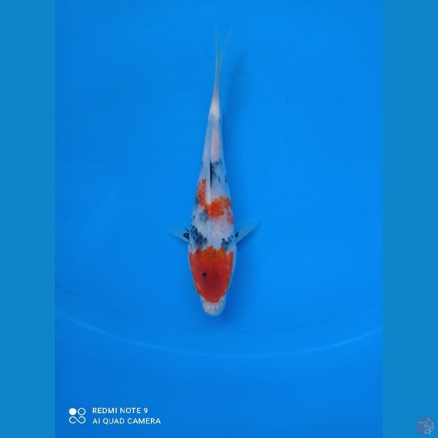 tategoi sowa