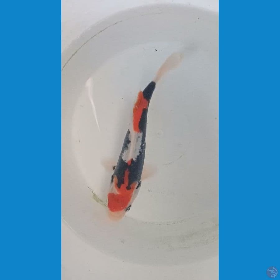munion beni kumon SQ 18 cm