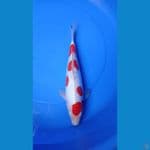 kohaku doitsu 34cm female
