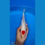 tanco kohaku 28cm