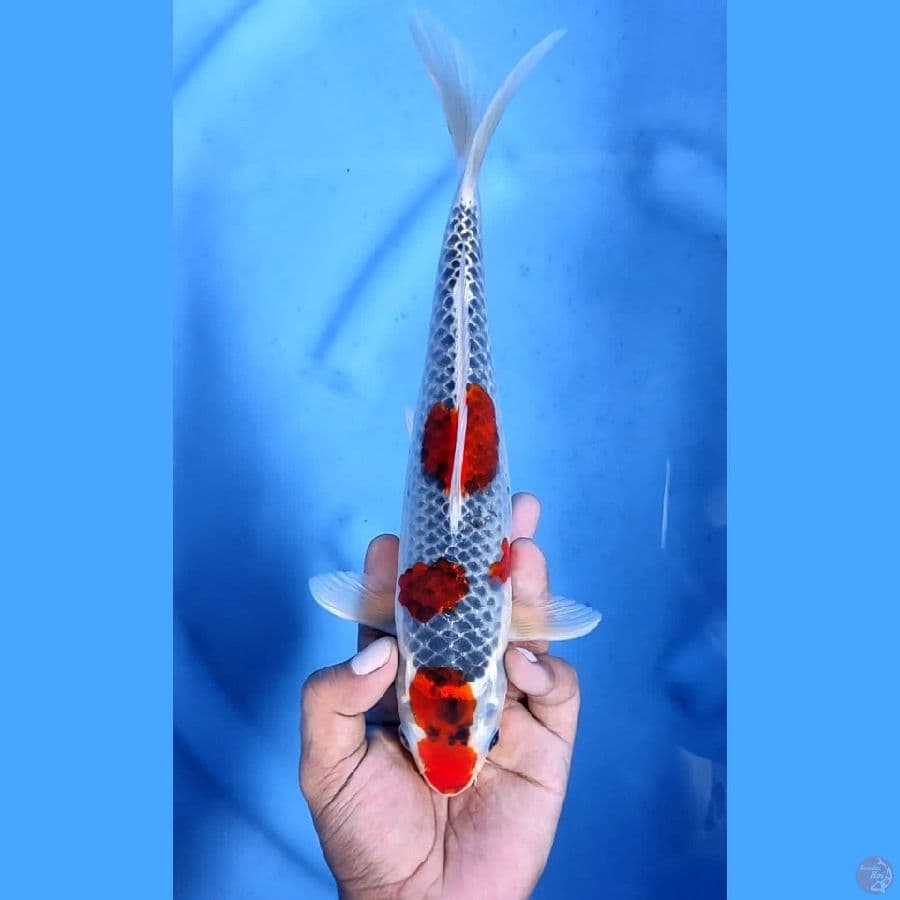 (28CM) GHOSIKIMAN MANTAF -F