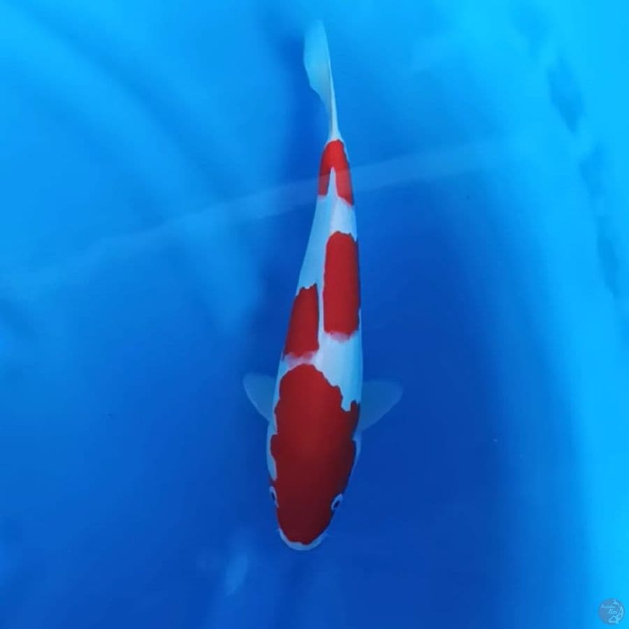 (29CM) KOHAKU ORIGINAL JOS -F