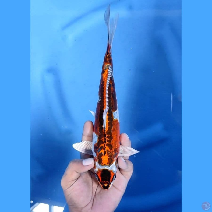 (26CM) MARUTEN KIKO -M