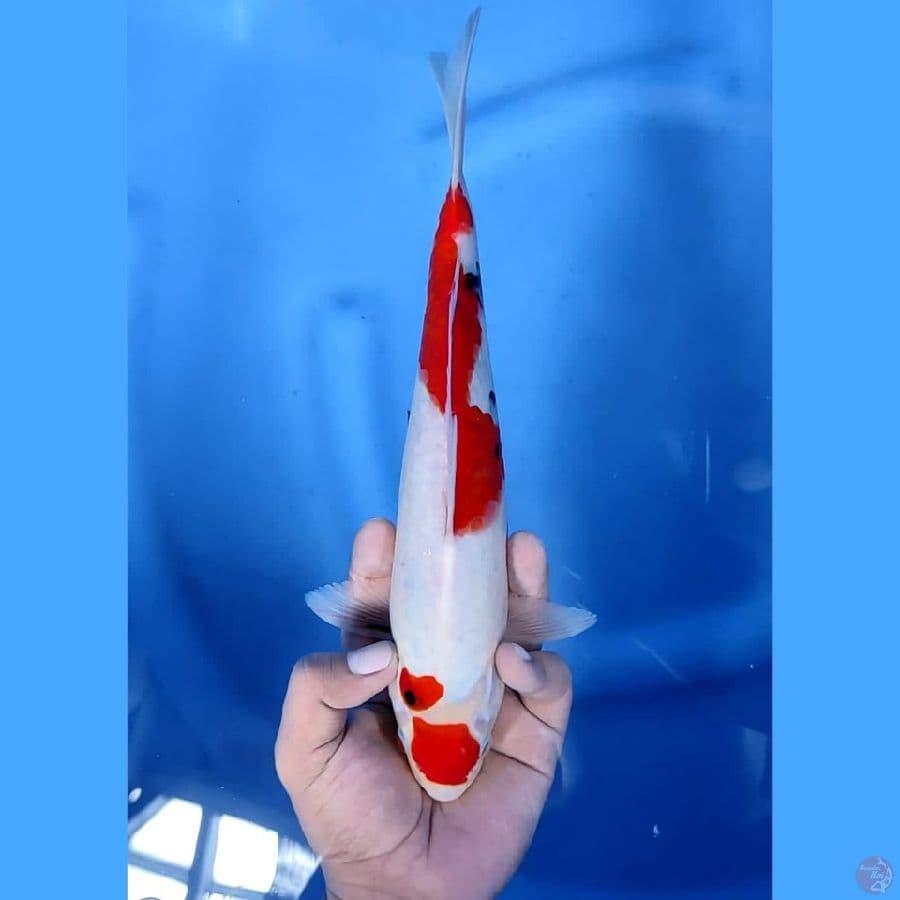 (28CM) MARUTEN ORIGINAL -M