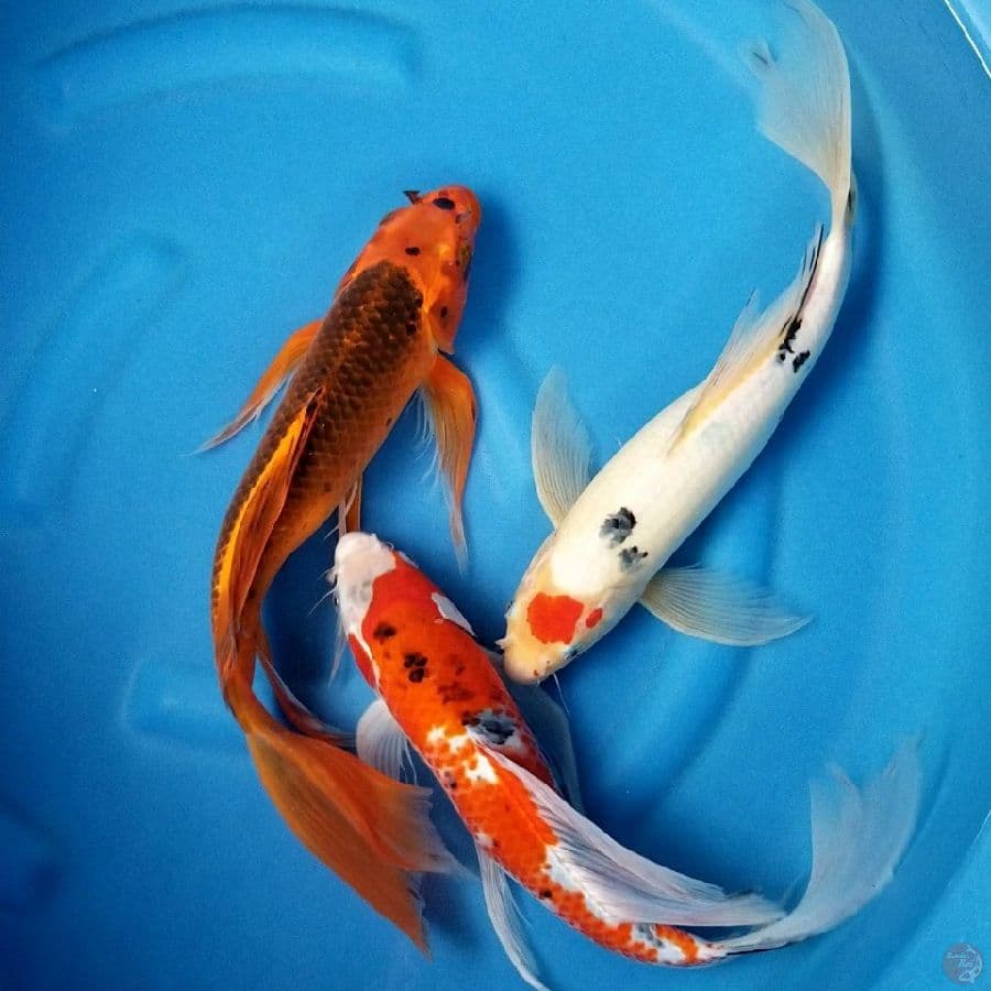 MIX KUMPAY 41 - 43 CM