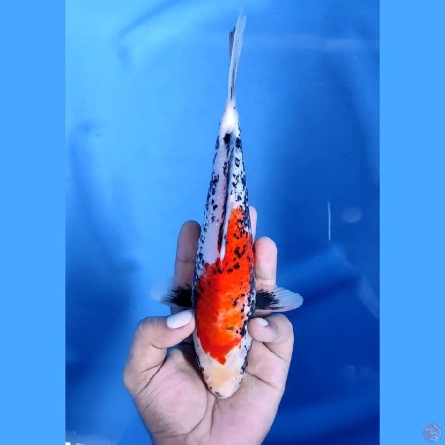 (23CM) BENI MATSUKAWABAKE ANTIK -F