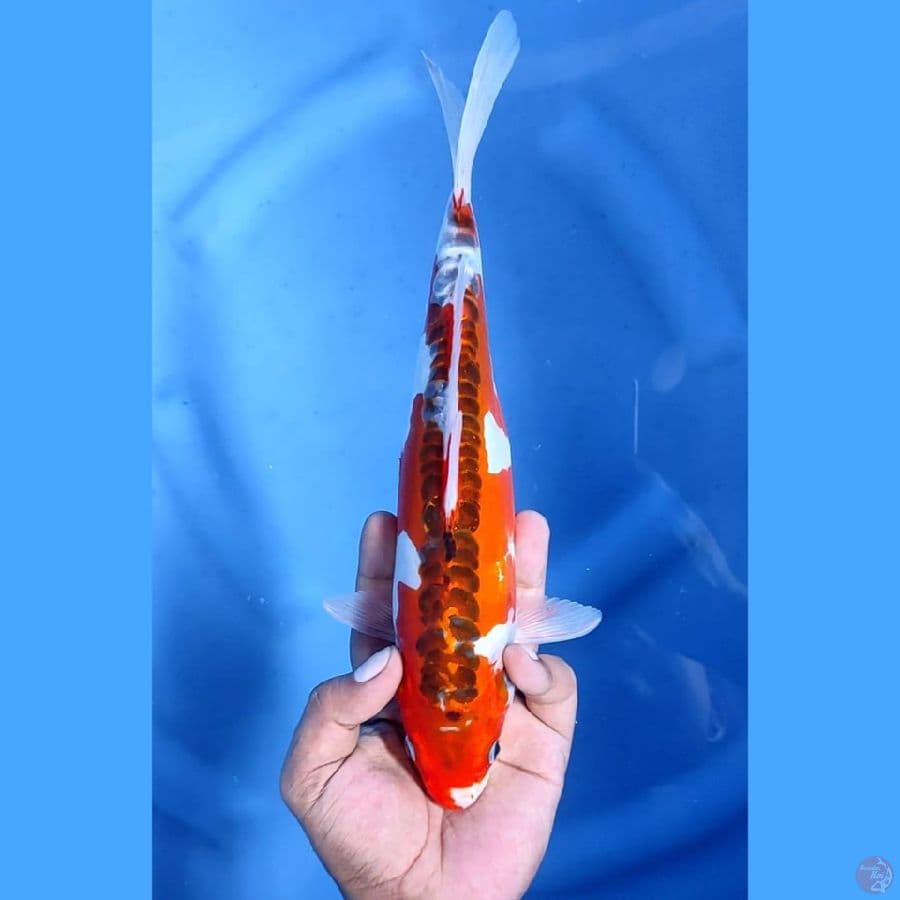 (28CM) GHOSIKI DOITSU JOSS -F