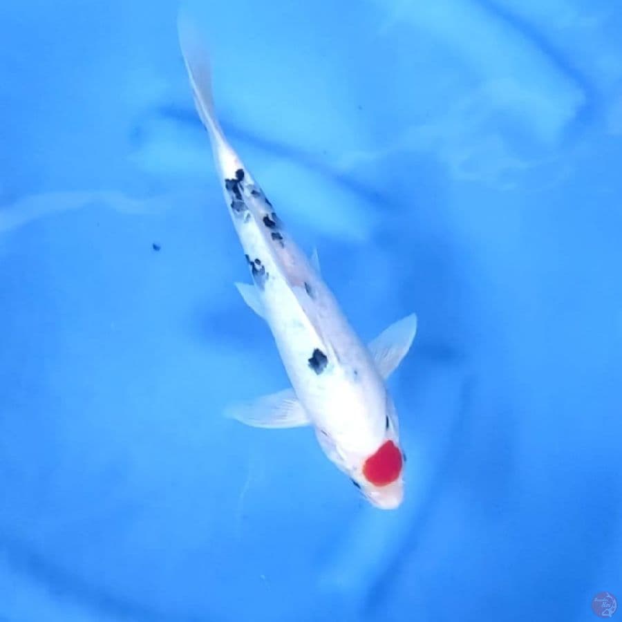 (27CM) TANCHO SANKE ORIGINAL -M