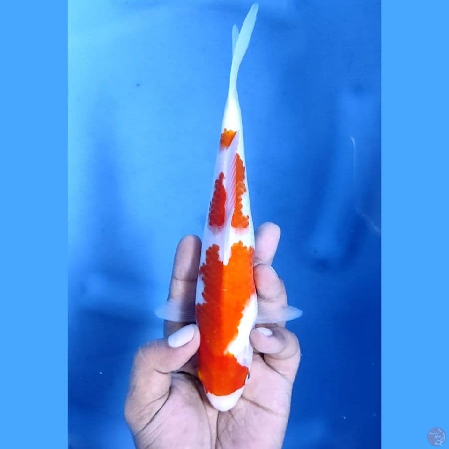 (23CM) KOHAKU MANTAP -F