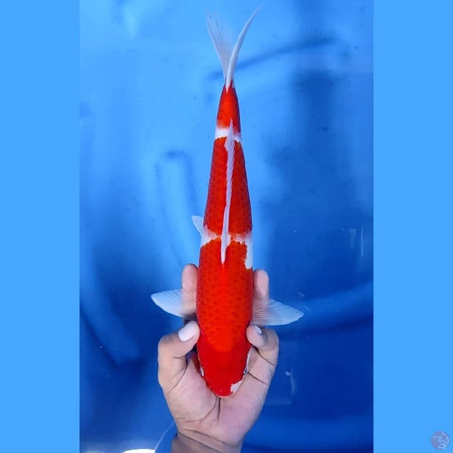 (33CM) KOHAKU BAHAN -M