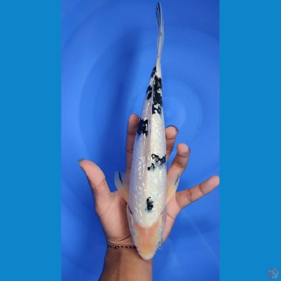 Bekko Ginrin.. 29cm. male