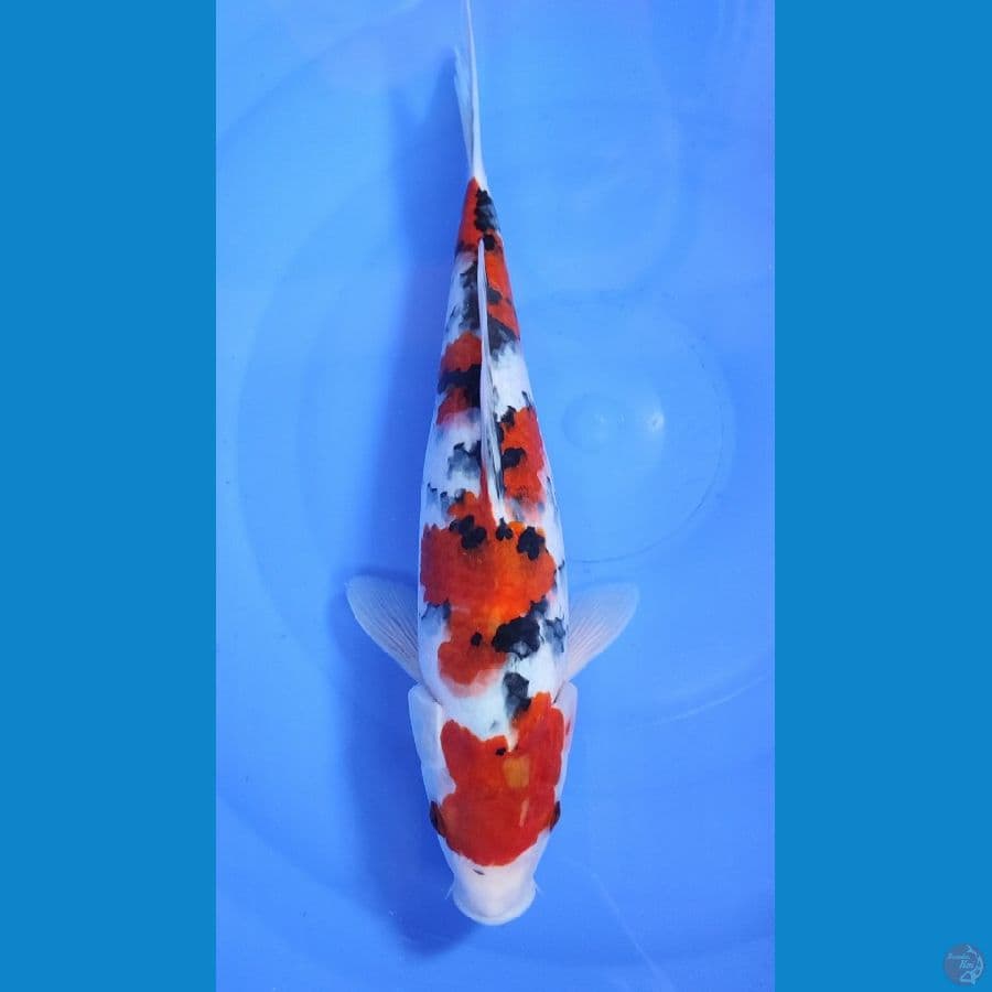 Taisho Sanke.. 31cm.fm