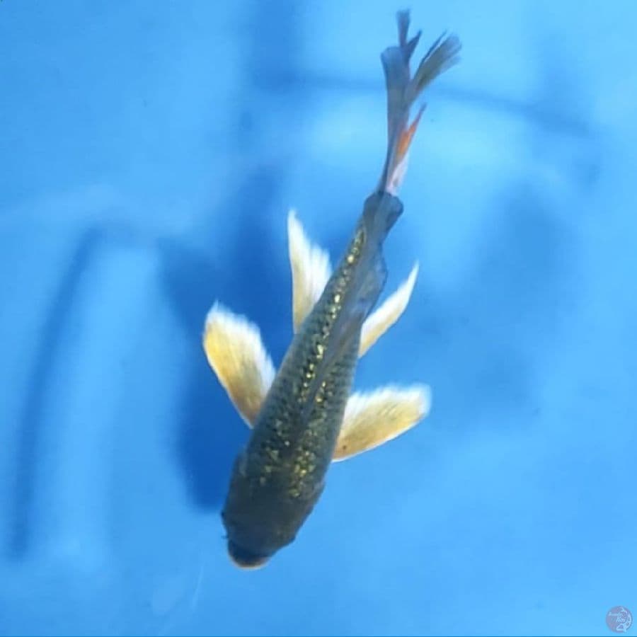 (24CM) KUMPAY GINRIN ISTIMEWA -M