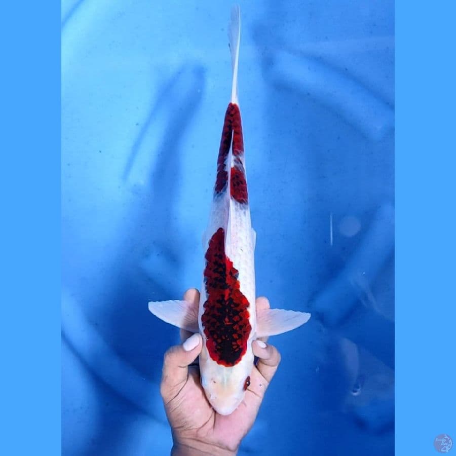 (38CM) GOROMO -M