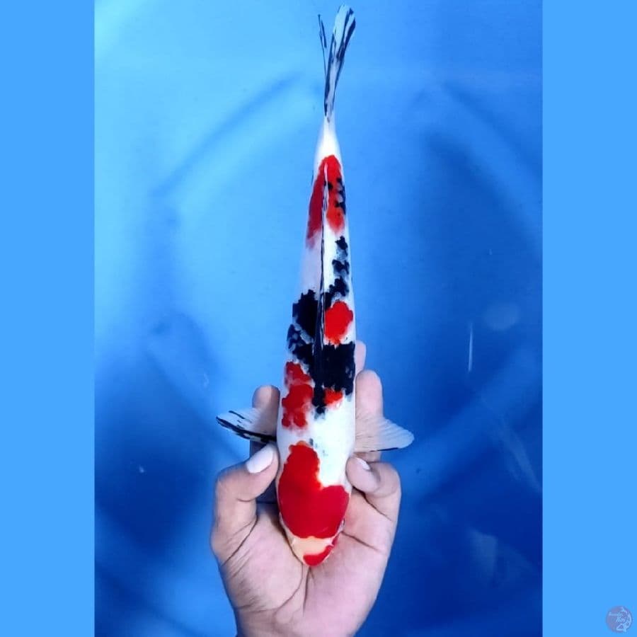 (29CM) SANKE JOZZ -M
