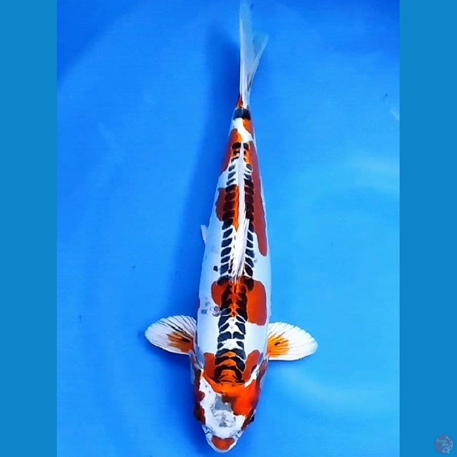 SQ Kujaku Doitsu 35CM FM 