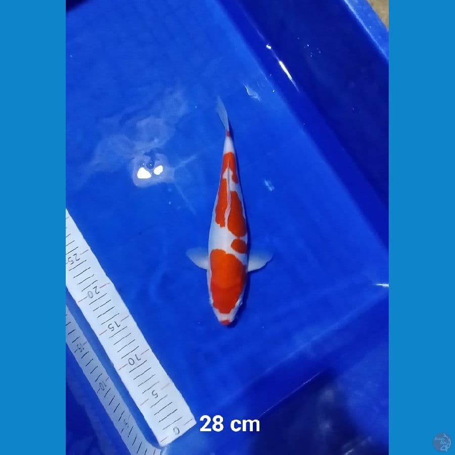 SQ Doitsu Kohaku Kucibeni