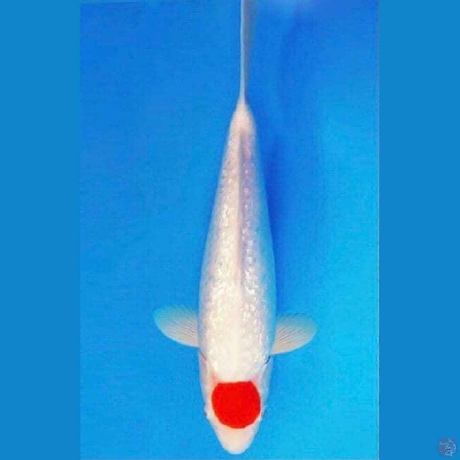 Tancho Kohaku (ginrin)