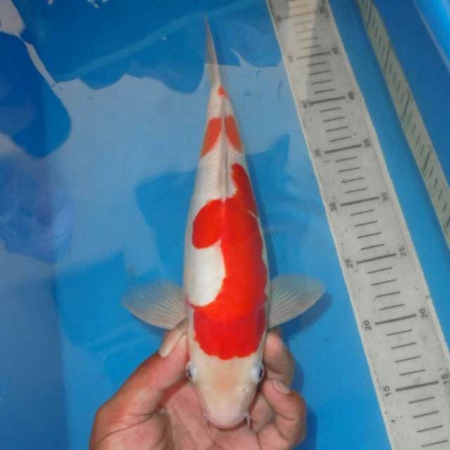 KOHAKU